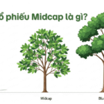 Cổ phiếu Midcap là gì? Có nên đầu tư vào nhóm Midcap không?